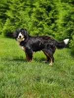 Meadow, a female Miniature Bernedoodle for sale in Walnut Creek, OH – 6 of 7