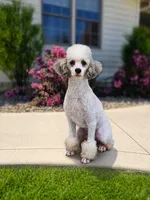Hopscotch 🐶, a female Miniature Bernedoodle for sale in Walnut Creek, OH – 7 of 7
