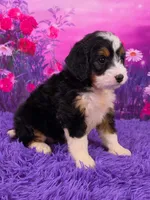 Heidi 🐶, a female Miniature Bernedoodle for sale in Walnut Creek, OH – 2 of 5