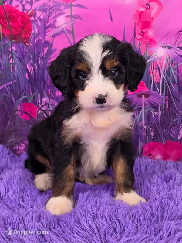 Nora Mini Bernedoodle 🐶 – Miniature Bernedoodle puppy for sale in Walnut Creek, OH