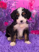 Nora Mini Bernedoodle 🐶, a female Miniature Bernedoodle for sale in Walnut Creek, OH – 1 of 7