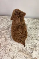 Finley , a female Poodle - Miniature  for sale in Walnut Creek, OH – 4 of 7