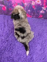 Kai 🐶, a male Miniature Bernedoodle for sale in Walnut Creek, OH – 4 of 5