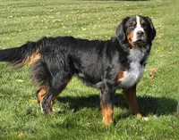Hopscotch 🐶, a female Miniature Bernedoodle for sale in Walnut Creek, OH – 6 of 7
