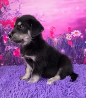 Oscar , a male Goberian for sale in Walnut Creek, OH – 3 of 7