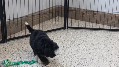 Hailey 🐶, a female Miniature Bernedoodle for sale in Walnut Creek, OH – 5 of 5