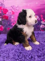 Ziggy 🐶, a male Miniature Bernedoodle for sale in Walnut Creek, OH – 2 of 7