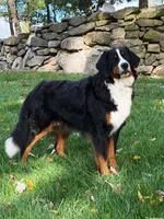 Noah Mini Bernese 🐶2695, a male Bernese Mountain Dog and Cavalier King Charles Spaniel for sale in Walnut Creek, OH – 5 of 7