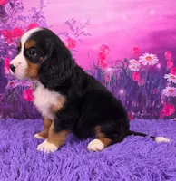 Nadine Mini Bernese 🐶, a female Bernese Mountain Dog and Cavalier King Charles Spaniel for sale in Walnut Creek, OH – 3 of 7