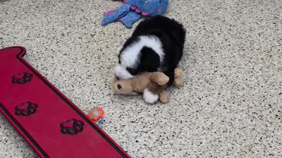 Zyrus 🐶, a male Miniature Bernedoodle for sale in Walnut Creek, OH – 5 of 7