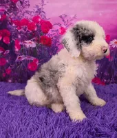 Snoopy Mini Sheepsdoodle 🐶, a male Poodle - Miniature  and Sheepadoodle for sale in Walnut Creek, OH – 2 of 7