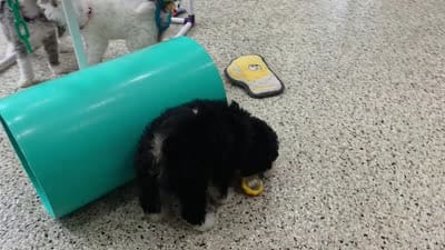 Stella Mini Sheepadoodle 🐶, a female Poodle - Miniature  and Sheepadoodle for sale in Walnut Creek, OH – 7 of 7