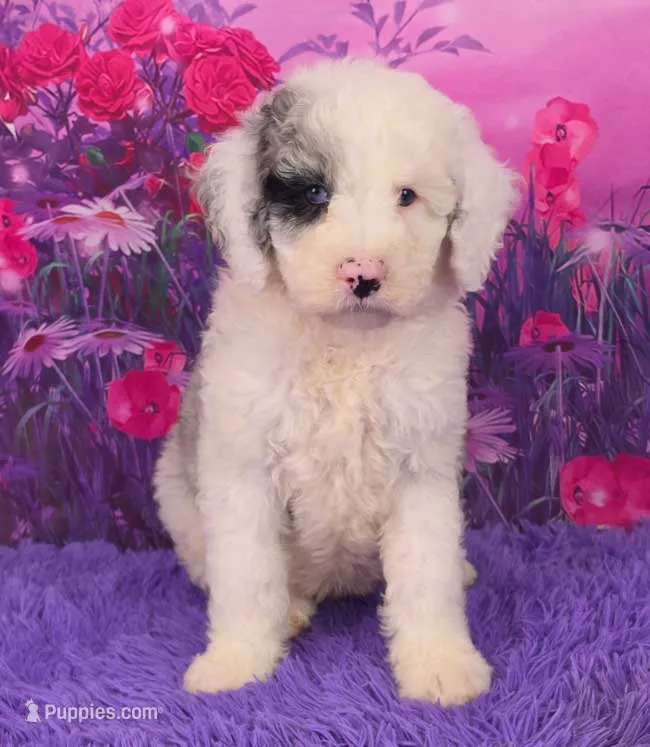 Snoopy Mini Sheepsdoodle 🐶 – Poodle - Miniature , Sheepadoodle puppy for sale in Walnut Creek, OH