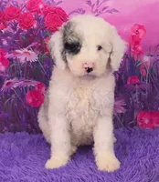 Snoopy Mini Sheepsdoodle 🐶, a male Poodle - Miniature  and Sheepadoodle for sale in Walnut Creek, OH – 1 of 7