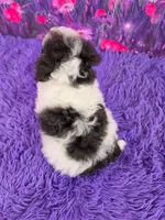 Candi, a female Poodle - Miniature  for sale in Walnut Creek, OH – 3 of 6
