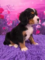 Sparkler Mini Bernese, a male Bernese Mountain Dog and Cavalier King Charles Spaniel for sale in Walnut Creek, OH – 2 of 7