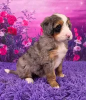 Nellie Mini Bernedoodle 🐶, a female Miniature Bernedoodle for sale in Walnut Creek, OH – 2 of 7