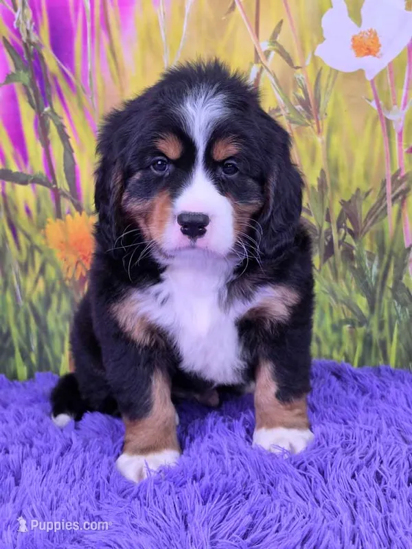 Scottie (Mini Bernese) 🐶 – Bernese Mountain Dog, Cavalier King Charles Spaniel puppy for sale in Walnut Creek, OH