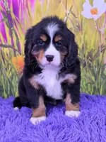 Scottie (Mini Bernese) 🐶, a male Bernese Mountain Dog and Cavalier King Charles Spaniel for sale in Walnut Creek, OH – 1 of 8