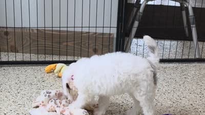 Summer Mini Sheepadoodle 🐶, a female Poodle - Miniature  and Sheepadoodle for sale in Walnut Creek, OH – 7 of 7