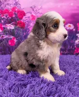 Hubert 🐶, a male Miniature Bernedoodle for sale in Walnut Creek, OH – 2 of 5