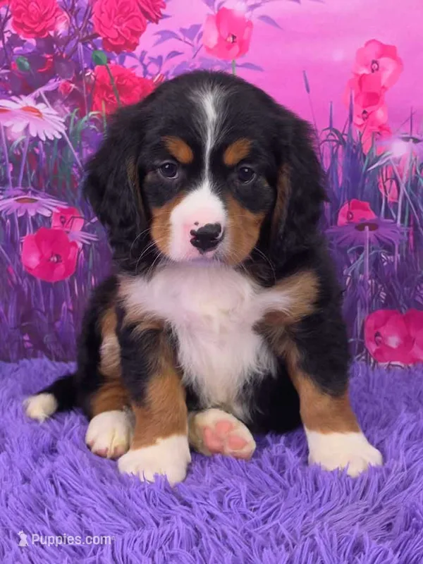 Noah Mini Bernese 🐶2695 – Bernese Mountain Dog, Cavalier King Charles Spaniel puppy for sale in Walnut Creek, OH