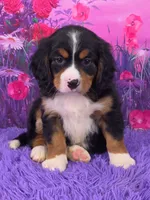 Noah Mini Bernese 🐶2695, a male Bernese Mountain Dog and Cavalier King Charles Spaniel for sale in Walnut Creek, OH – 1 of 7