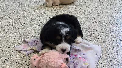 Howie 🐶, a male Miniature Bernedoodle for sale in Walnut Creek, OH – 5 of 5