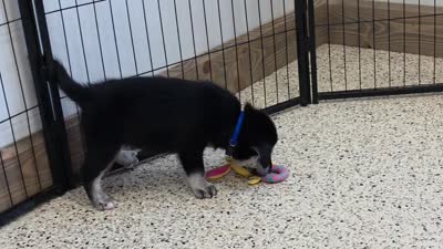 Oscar , a male Goberian for sale in Walnut Creek, OH – 5 of 7