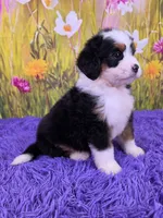 Willow, a female Miniature Bernedoodle for sale in Walnut Creek, OH – 2 of 5