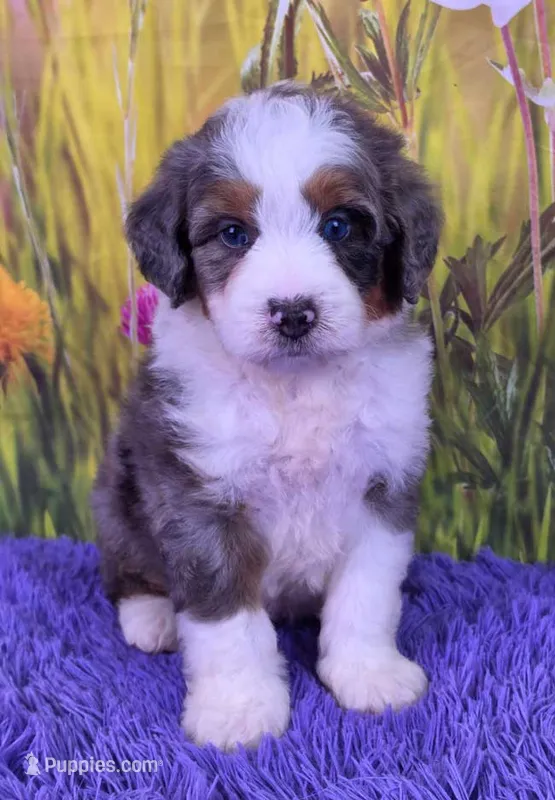 Dew, a male Miniature Bernedoodle for sale in Walnut Creek, OH – 1 of 5