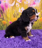 Scottie (Mini Bernese) 🐶, a male Bernese Mountain Dog and Cavalier King Charles Spaniel for sale in Walnut Creek, OH – 3 of 8