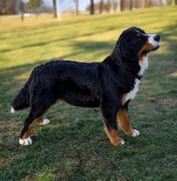 Sparkler Mini Bernese, a male Bernese Mountain Dog and Cavalier King Charles Spaniel for sale in Walnut Creek, OH – 6 of 7
