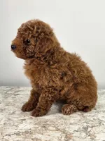 Finley , a female Poodle - Miniature  for sale in Walnut Creek, OH – 3 of 7