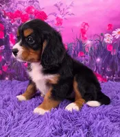 Nina Mini Bernese 🐶, a female Bernese Mountain Dog and Cavalier King Charles Spaniel for sale in Walnut Creek, OH – 3 of 7