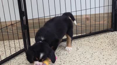 Sparkler Mini Bernese, a male Bernese Mountain Dog and Cavalier King Charles Spaniel for sale in Walnut Creek, OH – 5 of 7