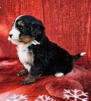 Loki Mini., a male Miniature Bernedoodle for sale in Walnut Creek, OH – Photo 3 of 6