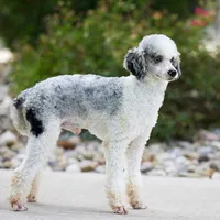 Loki Mini., a male Miniature Bernedoodle for sale in Walnut Creek, OH – Photo 6 of 6