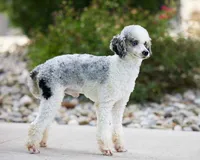 Loki Mini., a male Miniature Bernedoodle for sale in Walnut Creek, OH – Photo 6 of 6