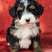 Loki Mini., a male Miniature Bernedoodle for sale in Walnut Creek, OH – Photo 1 of 6