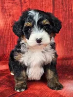 Loki Mini., a male Miniature Bernedoodle for sale in Walnut Creek, OH – Photo 1 of 6