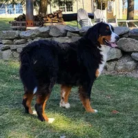 Loki Mini., a male Miniature Bernedoodle for sale in Walnut Creek, OH – Photo 5 of 6