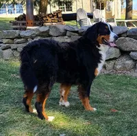 Loki Mini., a male Miniature Bernedoodle for sale in Walnut Creek, OH – Photo 5 of 6