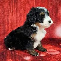 Loki Mini., a male Miniature Bernedoodle for sale in Walnut Creek, OH – Photo 2 of 6