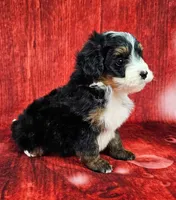 Loki Mini., a male Miniature Bernedoodle for sale in Walnut Creek, OH – Photo 2 of 6