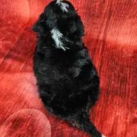 Loki Mini., a male Miniature Bernedoodle for sale in Walnut Creek, OH – Photo 4 of 6