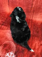 Loki Mini., a male Miniature Bernedoodle for sale in Walnut Creek, OH – Photo 4 of 6