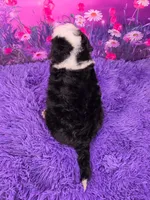 Ziggy 🐶, a male Miniature Bernedoodle for sale in Walnut Creek, OH – 4 of 7