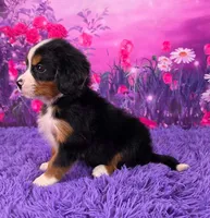 Trina Mini Bernese, a female Bernese Mountain Dog and Cavalier King Charles Spaniel for sale in Walnut Creek, OH – 3 of 7