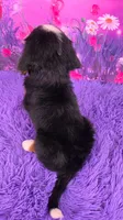 Trina Mini Bernese, a female Bernese Mountain Dog and Cavalier King Charles Spaniel for sale in Walnut Creek, OH – 4 of 7